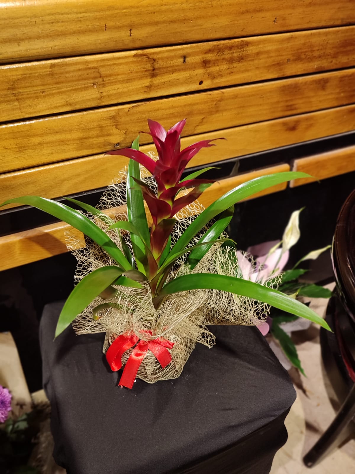 Bordo Guzmania Çiçeği